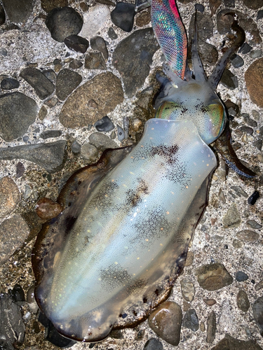 アオリイカの釣果