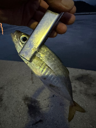 マアジの釣果