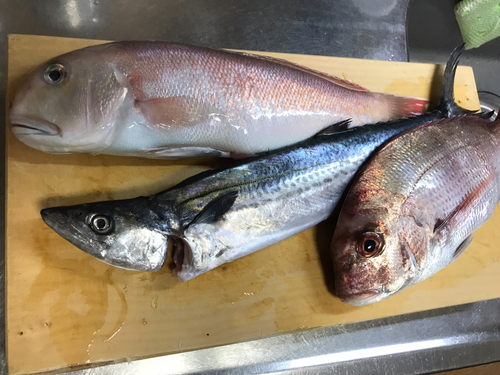 シロアマダイの釣果