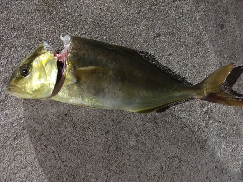 ショゴの釣果