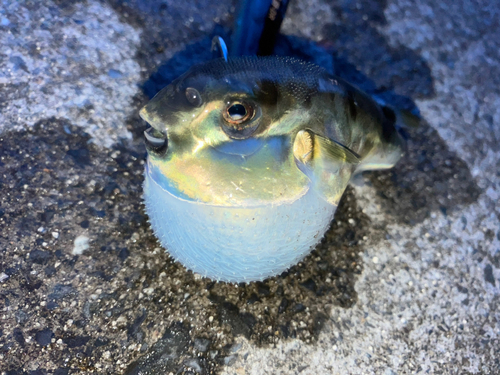 シロサバフグの釣果