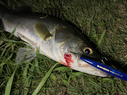 フッコ（マルスズキ）の釣果