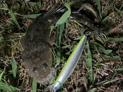 マゴチの釣果