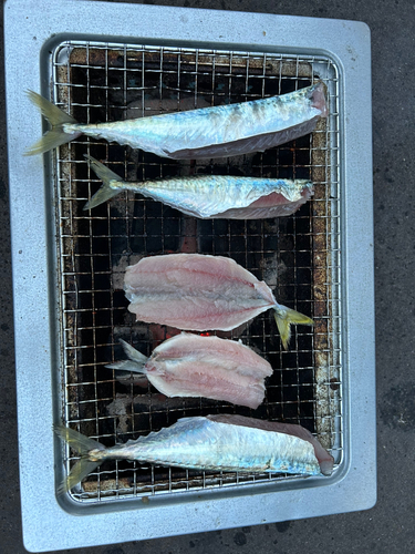 サバの釣果