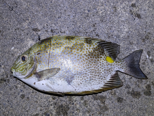 カーエーの釣果