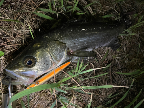 フッコ（マルスズキ）の釣果