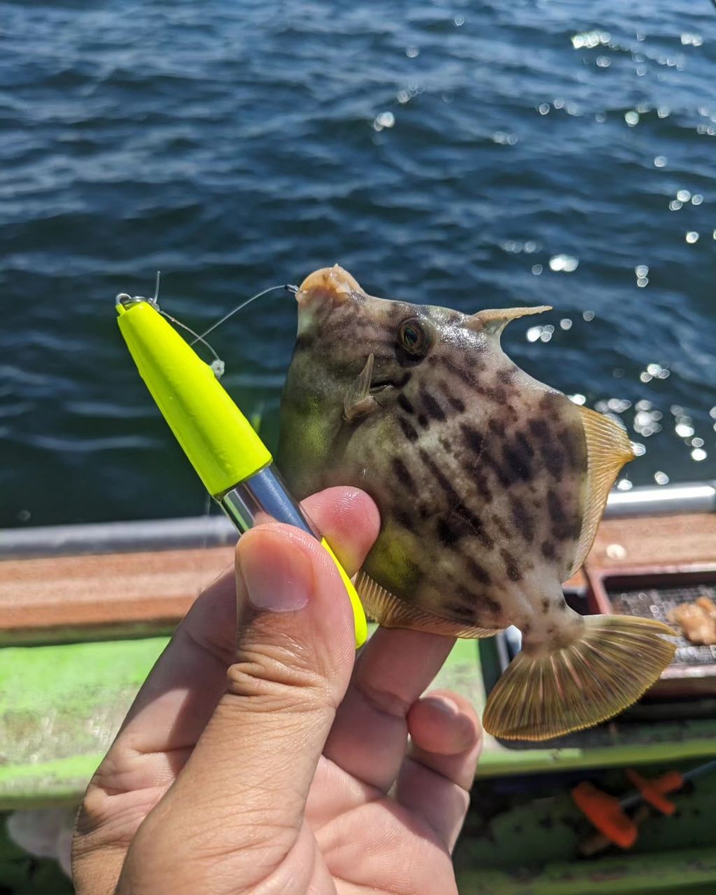 Sea Sea Rider "ジミー"さんの釣果 3枚目の画像