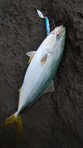 ワカシの釣果