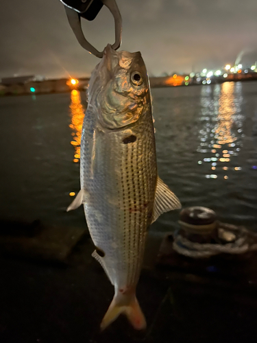 コノシロの釣果