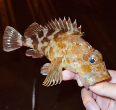 カサゴの釣果