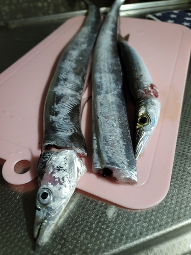 タチウオの釣果