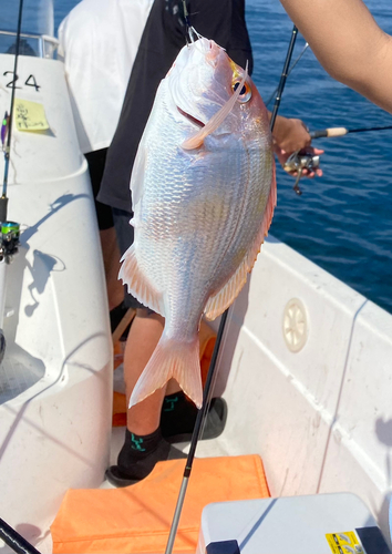 レンコダイの釣果