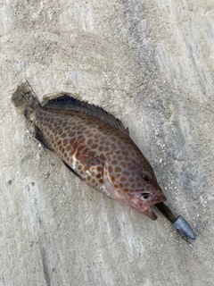 オオモンハタの釣果