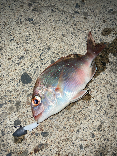 チャリコの釣果