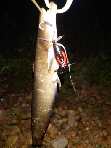 ニホンナマズの釣果