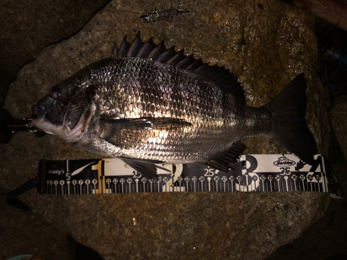 クロダイの釣果