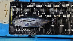 コシナガマグロの釣果