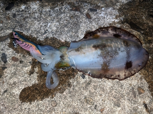 アオリイカの釣果