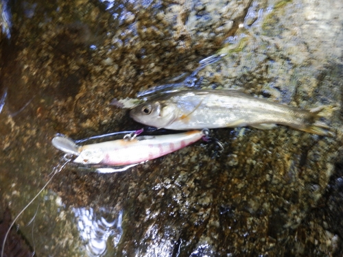 アブラハヤの釣果