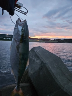 イナダの釣果