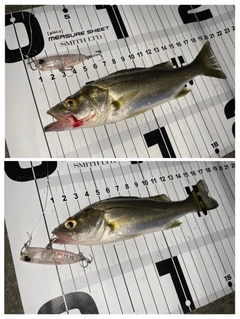 シーバスの釣果