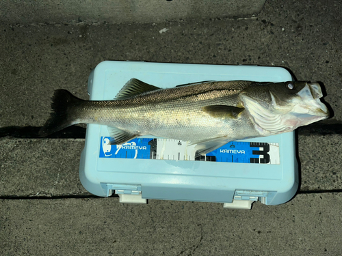 スズキの釣果