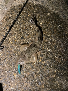 マゴチの釣果