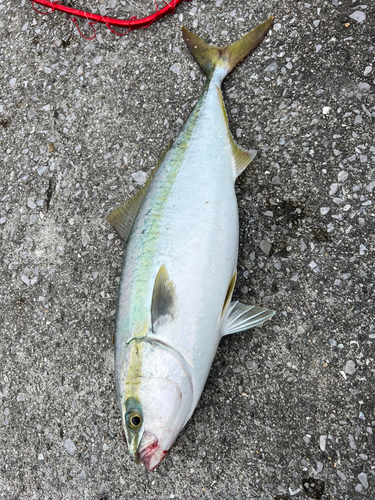 ハマチの釣果