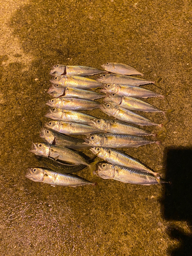 サバの釣果