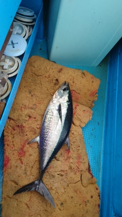 コシナガマグロの釣果