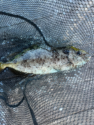 アイゴの釣果