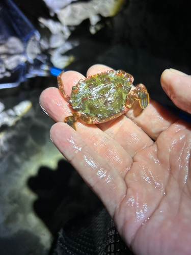 カニの釣果