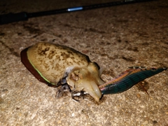 コウイカの釣果