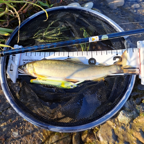 アユの釣果