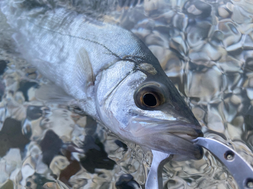 セイゴ（マルスズキ）の釣果