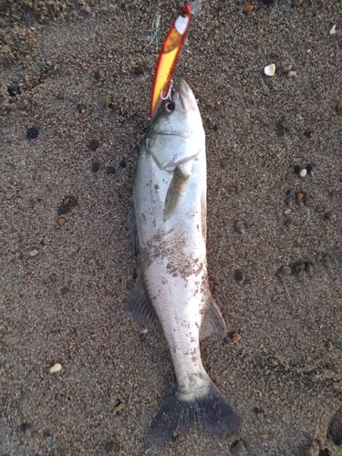 セイゴ（マルスズキ）の釣果