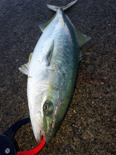 ワカシの釣果