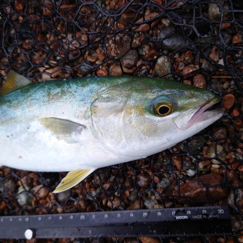 ツバイソの釣果