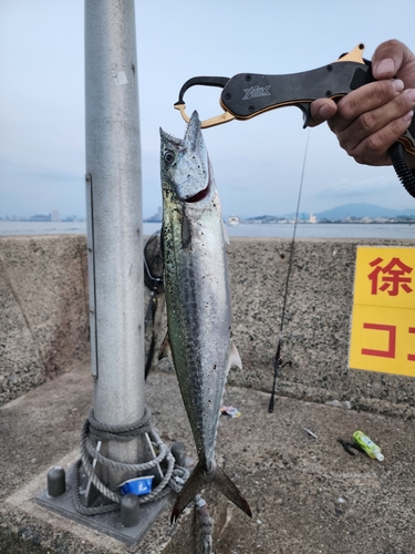 サゴシの釣果