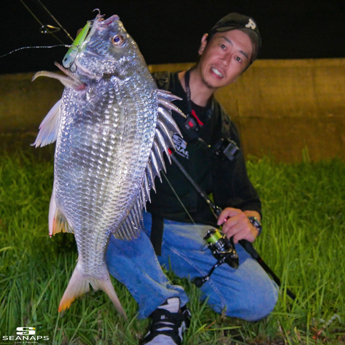 キビレの釣果