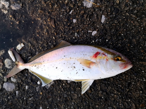 ネリゴの釣果