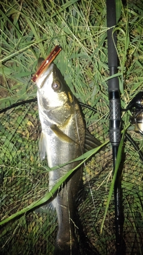 フッコ（マルスズキ）の釣果