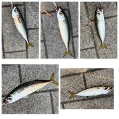 サバの釣果