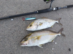 ショゴの釣果