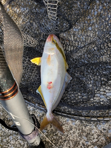 ショゴの釣果