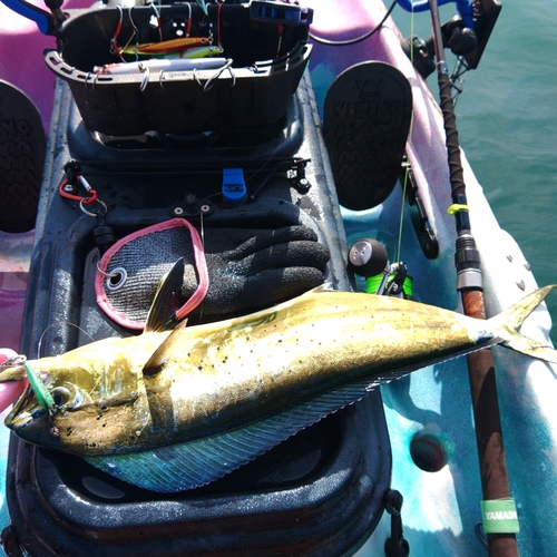 シイラの釣果