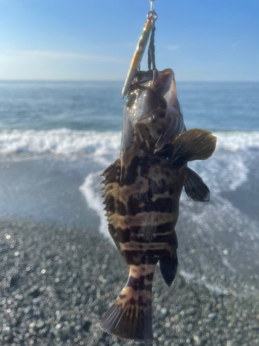 ハタの釣果