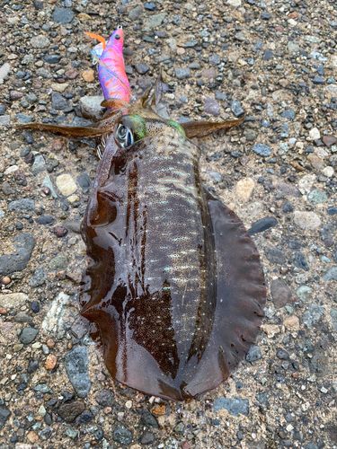 アオリイカの釣果