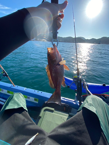 オオモンハタの釣果