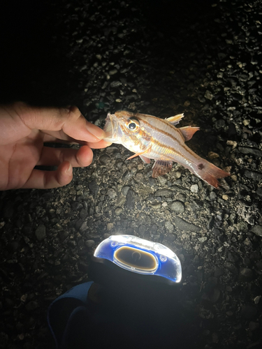 ネンブツダイの釣果